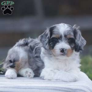 Haisley, Cavapoo Puppy